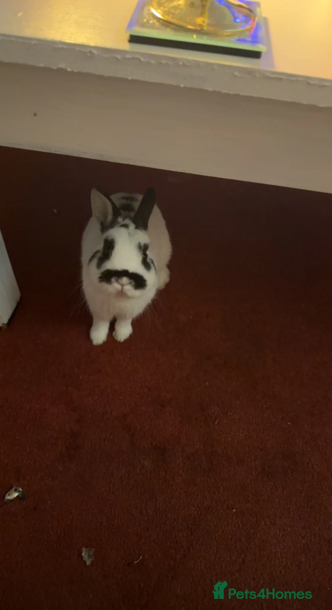 Dwarf Hotot rabbits for sale: Male Dwarf hotot rabbit in Scarborough - Advert 5