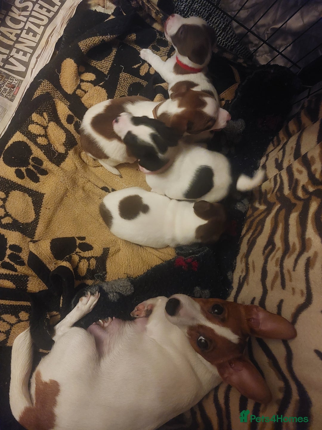 Jack Russell dogs for sale: Truly Superb  Russels - Advert 1