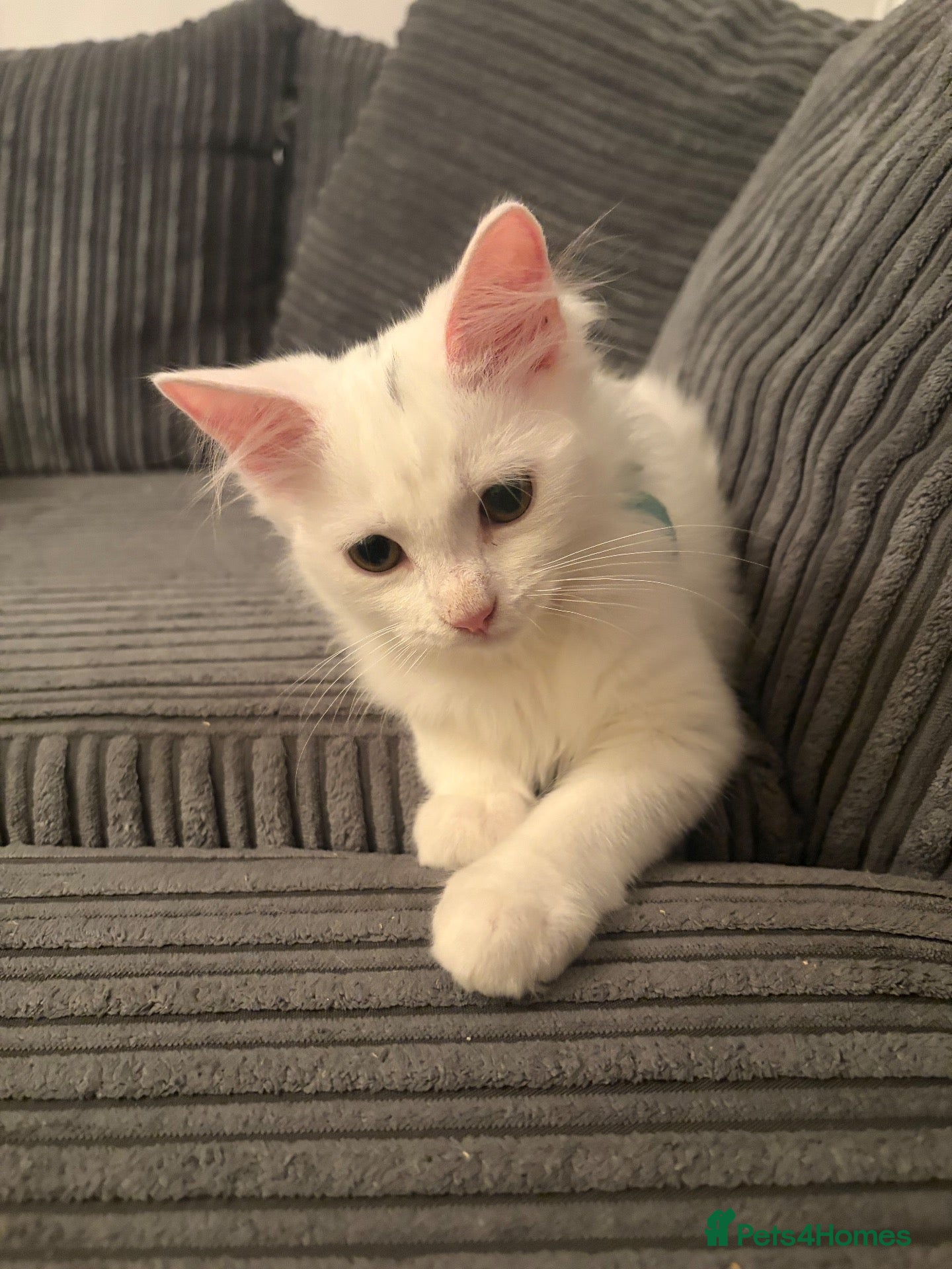 Mixed Breed cats Mixed Maine Coon kittens  - Advert 2