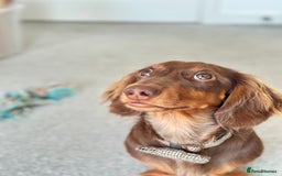Miniature Dachshund dogs for sale: Loving Dachshund Looking for His Forever Home 🐾 - Image 4