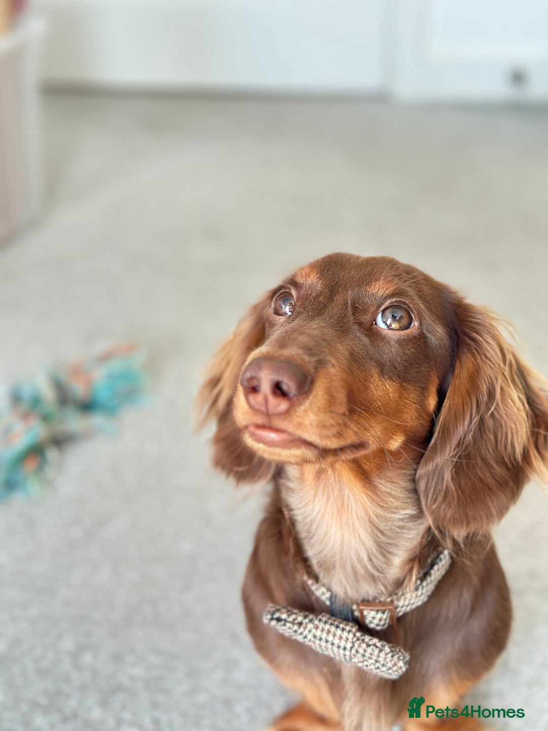 Miniature Dachshund dogs for sale: Loving Dachshund Looking for His Forever Home 🐾 - Image 4