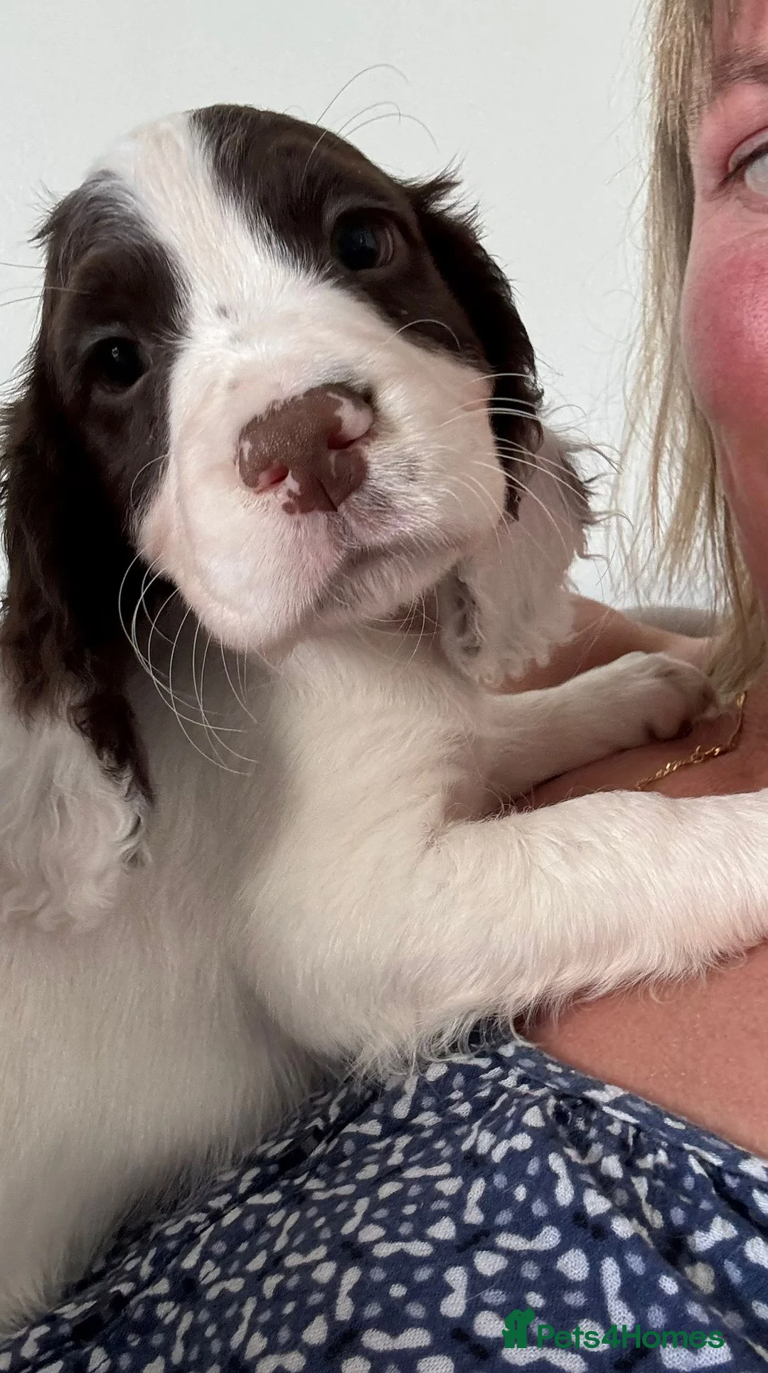 Cocker Spaniel dogs for sale: Cocker spaniel pups health tested with waggy tails - Advert 1