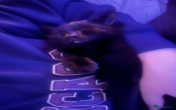 Domestic Shorthair cats for sale: 2 Kittens - 1x Male + 1x Female - Advert 4