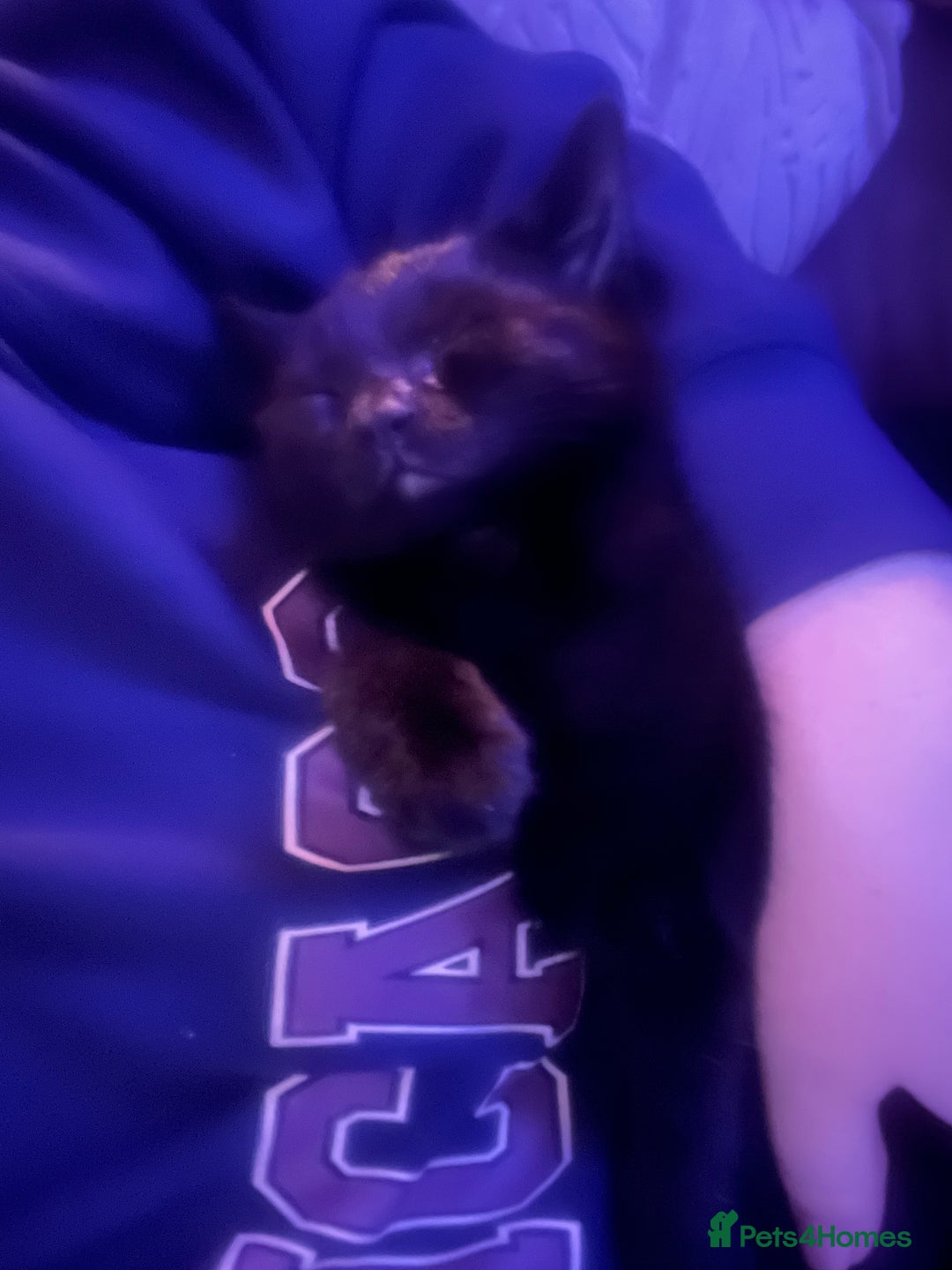 Domestic Shorthair cats for sale: 2 Kittens - 1x Male + 1x Female - Advert 4