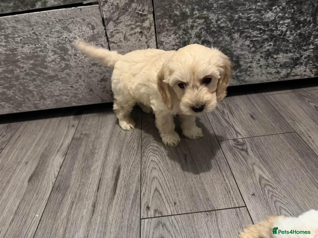 Cockapoo dogs for sale: Cocker poo puppies for sale  - Advert 22