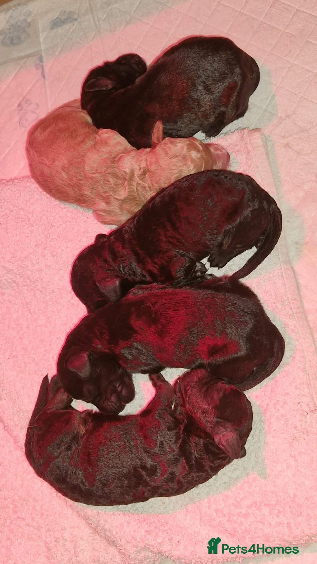 Cockapoo dogs for sale: Cockapoo puppies for sale - Advert 2