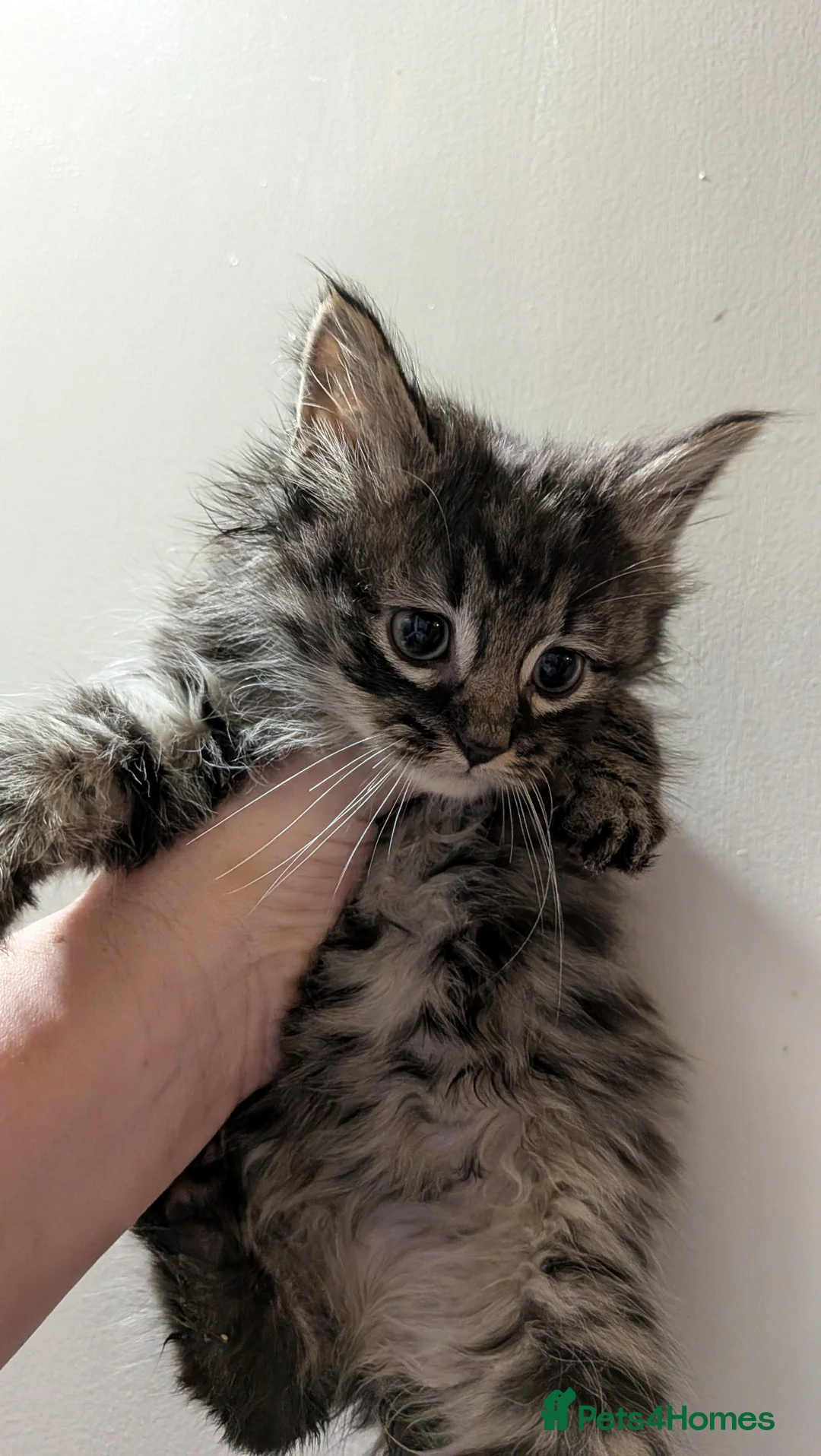 Mixed Breed cats for sale: 2 boys left in Birmingham - Advert 2