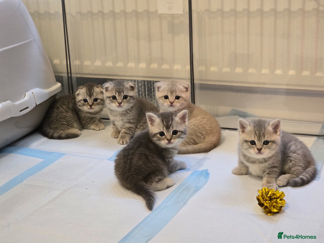 Scottish Fold cats for sale: Gorgeous Scottish Fold and straight kittens - Advert 6