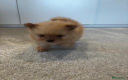 Pomeranian dogs for sale: 2 pomeranian puppies for sale  - Image 3