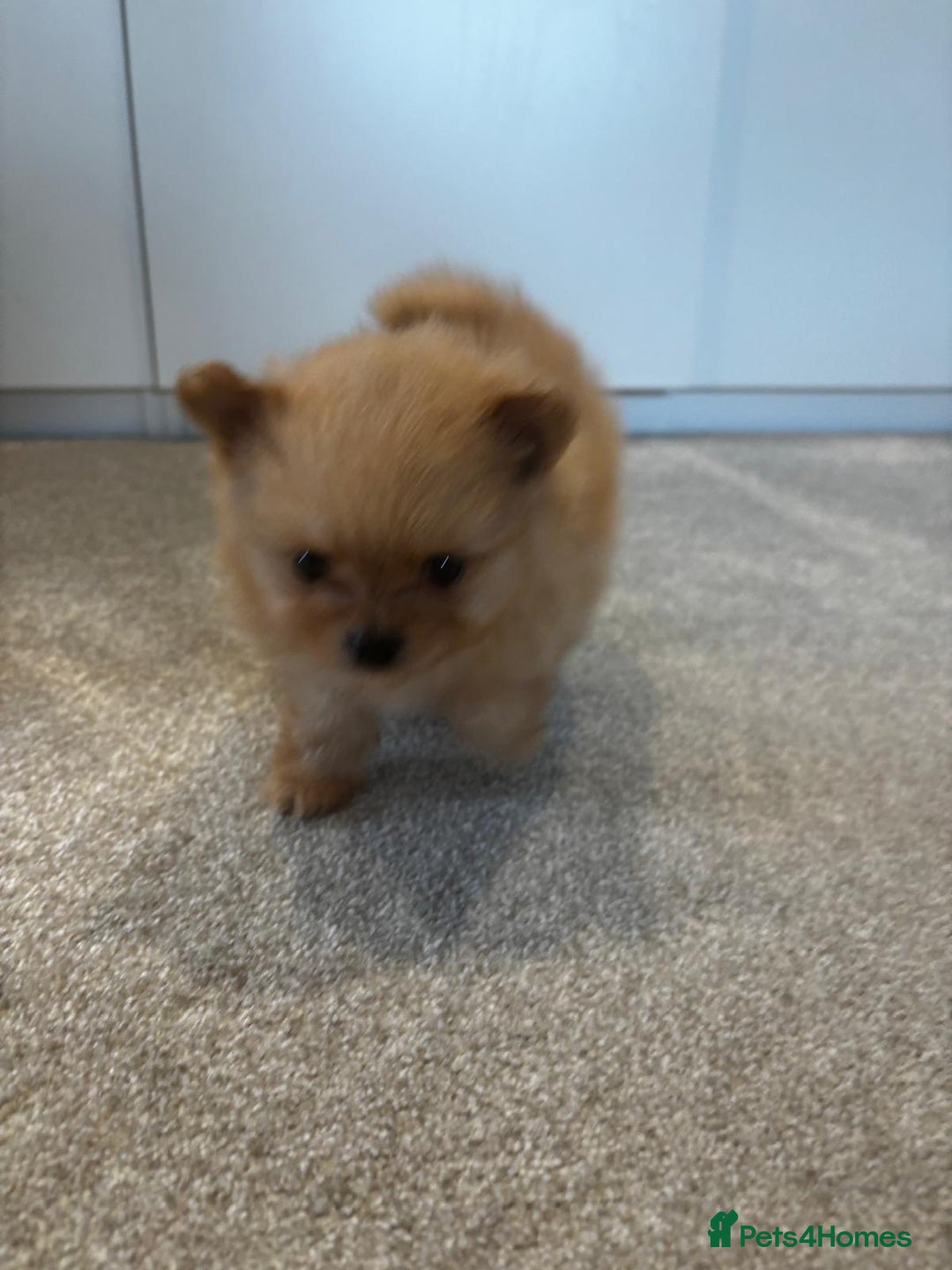 Pomeranian dogs for sale: 2 pomeranian puppies for sale  - Image 3