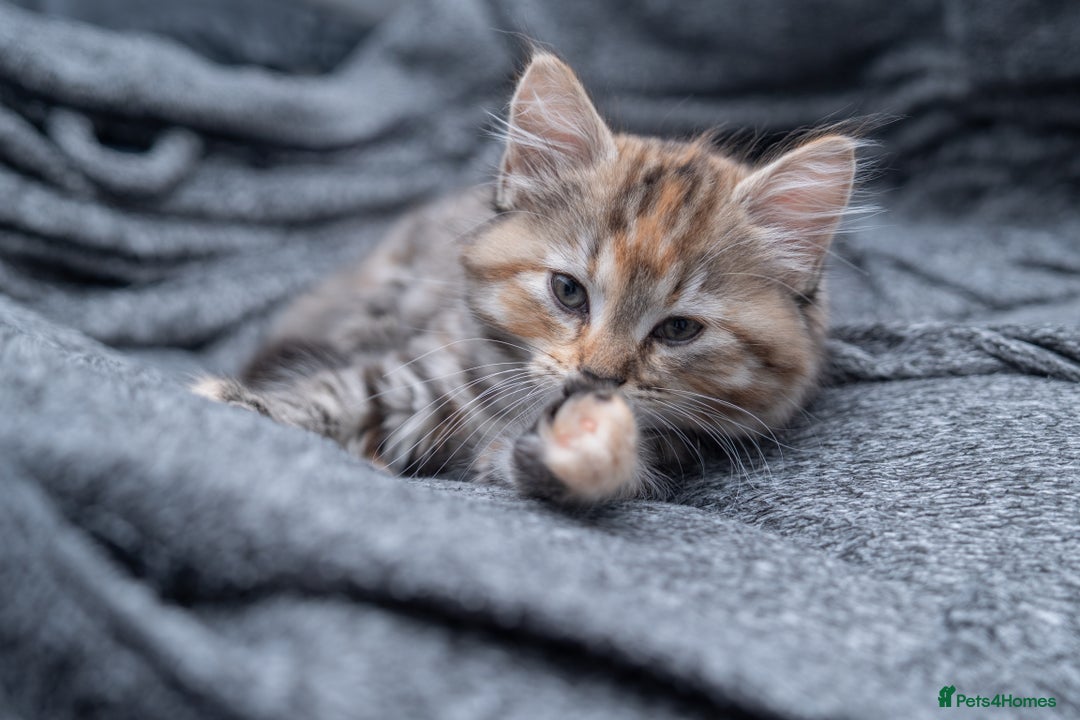 Maine Coon cats for sale: mix maine coon kitten - Image 6