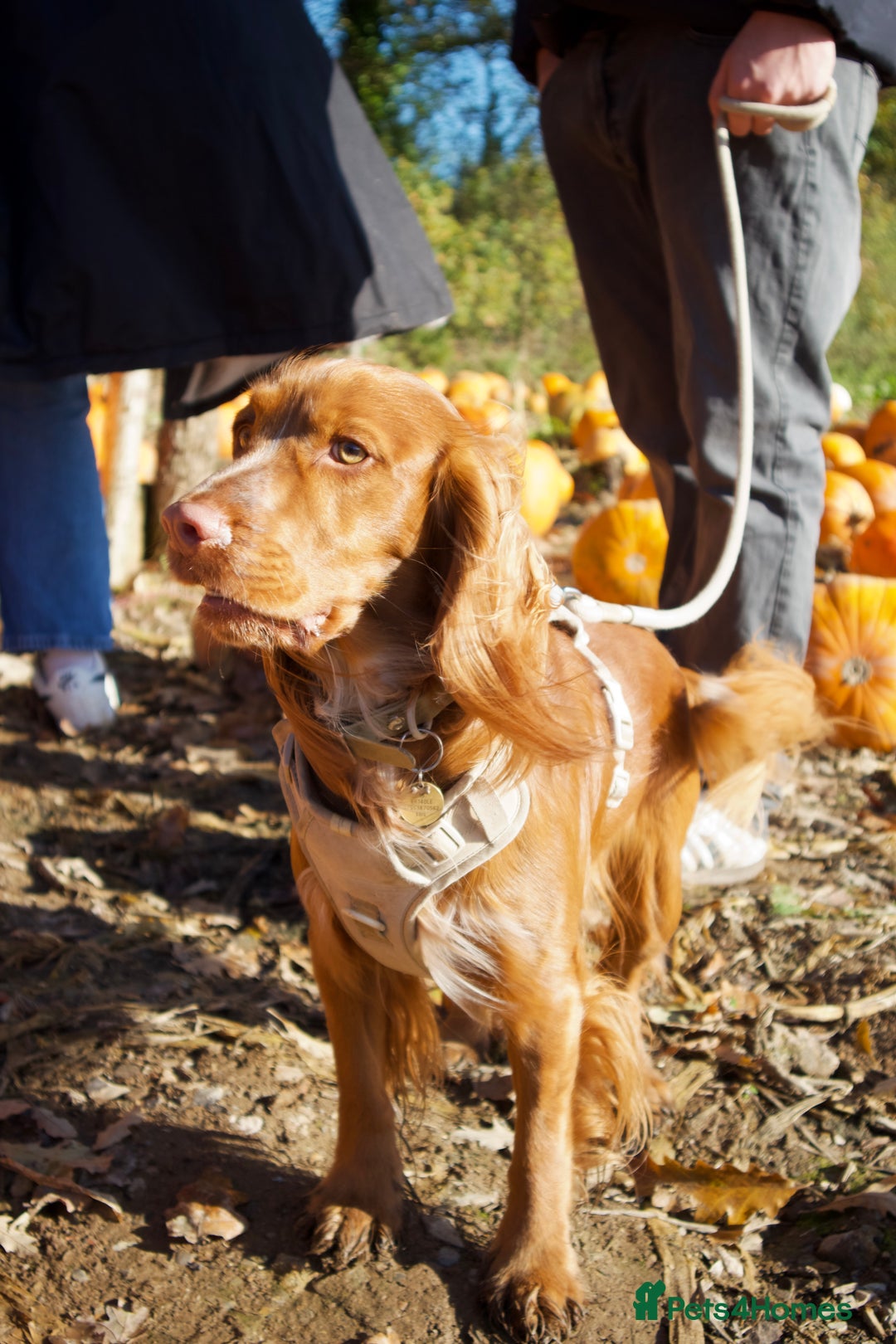Cocker Spaniel dogs for stud: Working Cocker Spaniel for STUD - Advert 6