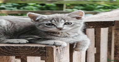British Shorthair cats - Advert 14