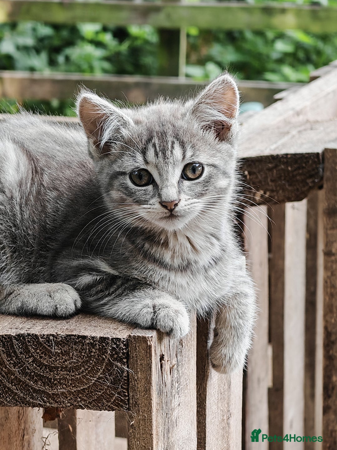 British Shorthair cats for sale: British Shorthair x - Image 2