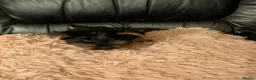 Chihuahua dogs for sale: Three small Yorkshire terriers for sale - Advert 27
