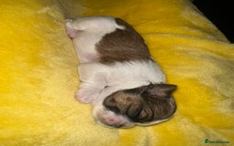 Shih Tzu dogs for sale: NEW Beautiful shih tzu puppies!!  - Image 22