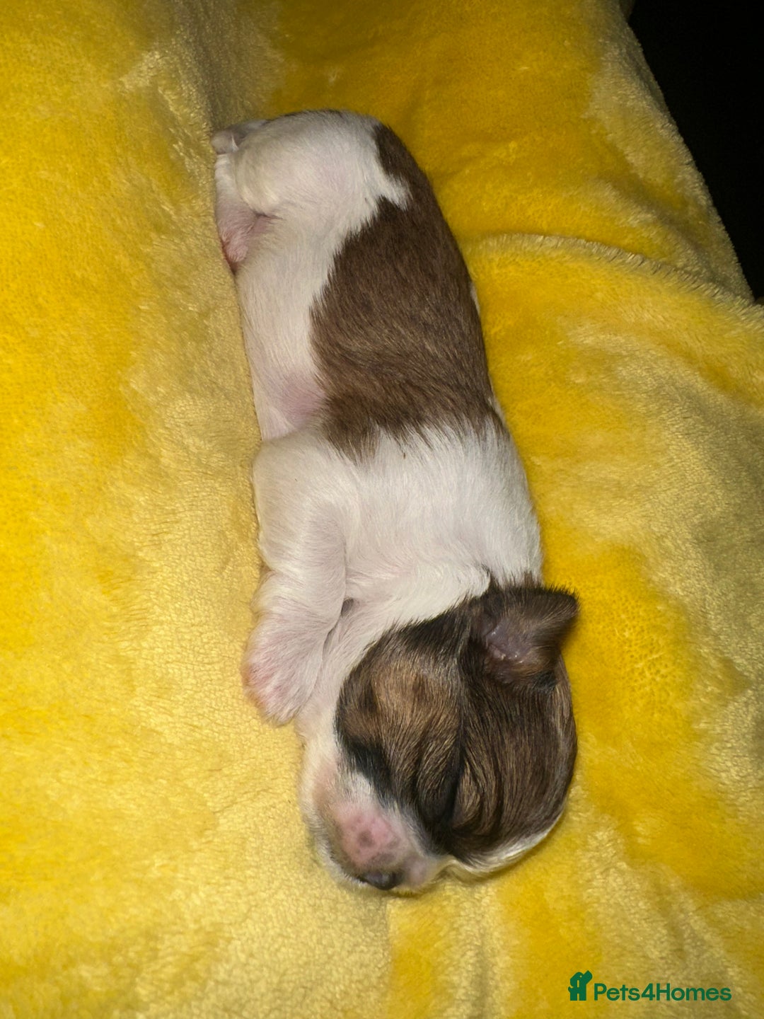 Shih Tzu dogs for sale: NEW Beautiful shih tzu puppies!!  - Image 22