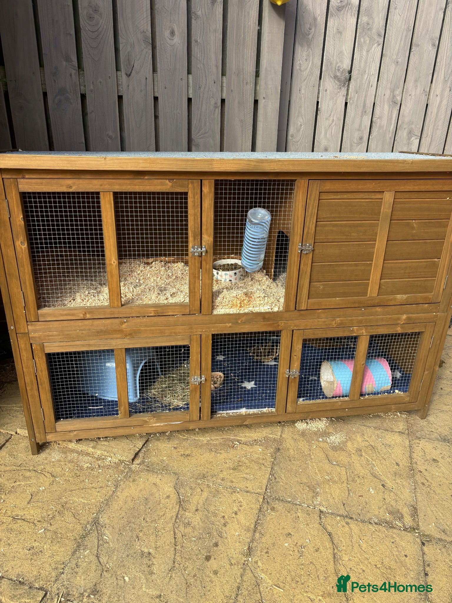 Guinea Pig rodents X2 male guinea pigs with cage  - Advert 8