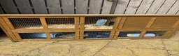 Guinea Pig rodents for sale: X2 male guinea pigs with cage  in Morpeth - Advert 1