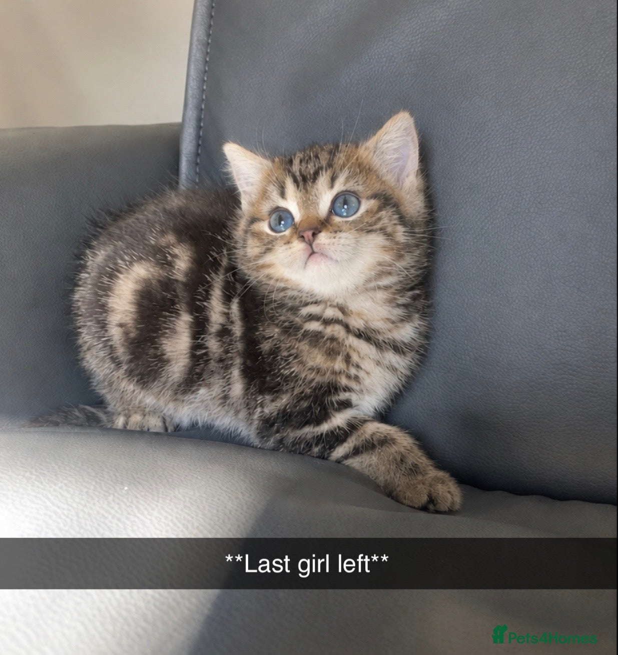British Shorthair cats chunky British shorthair kittens**1 girl left** - Advert 1