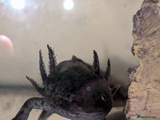Axolotl reptiles Axanthic melanoid axolotl - Advert 3