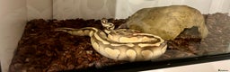 Python Snake reptiles for sale: 2 Female ball pythons & setups (optional) - Advert 3