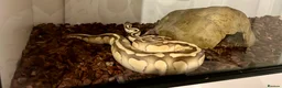 Python Snake reptiles for sale: 2 Female ball pythons & setups (optional) - Advert 3