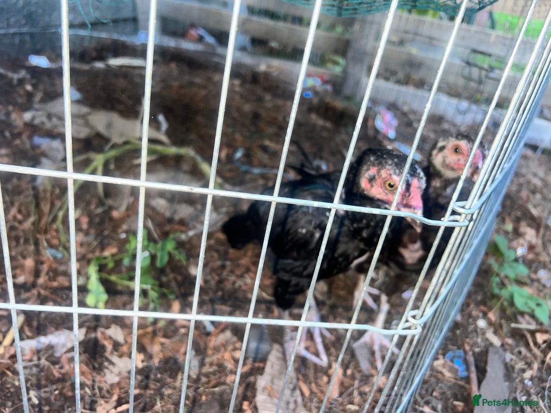Chickens poultry for sale: Asil chickens for sale  - Image 1
