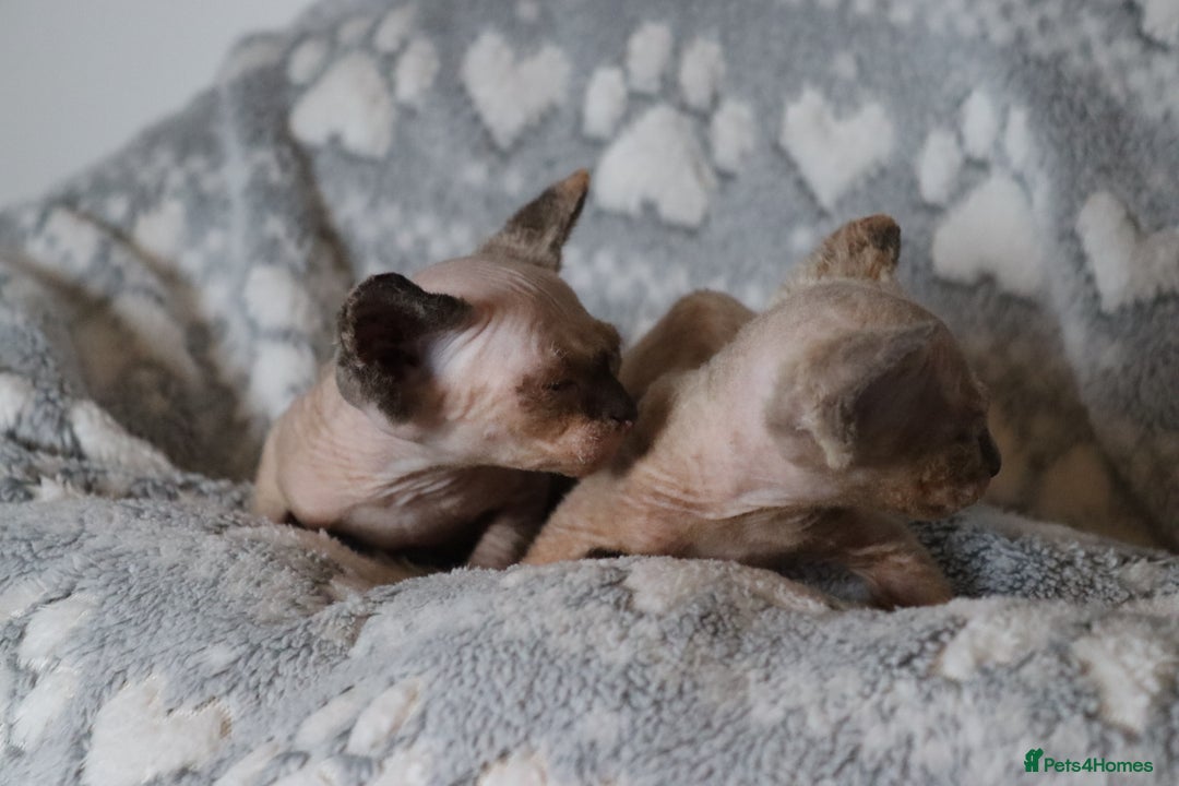 Sphynx cats for sale: Sphynx - Advert 7