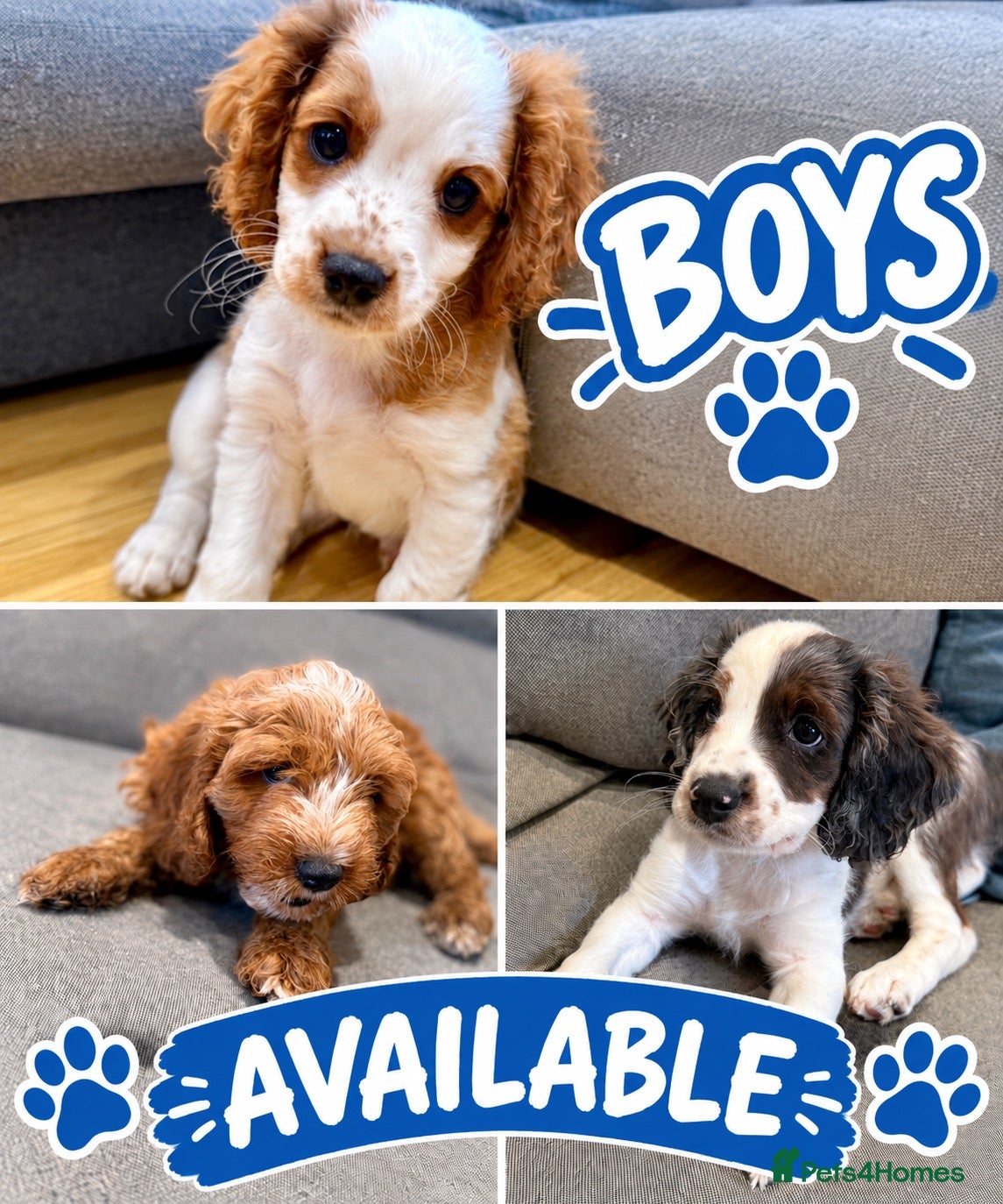 Mixed Breed dogs Cavapoo Puppies - Ready Now x3 boys Left - Advert 1