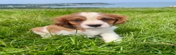 Cavalier King Charles Spaniel dogs for sale: 1 Handsome KC Registered Cavalier King Charles Boy - Advert 2