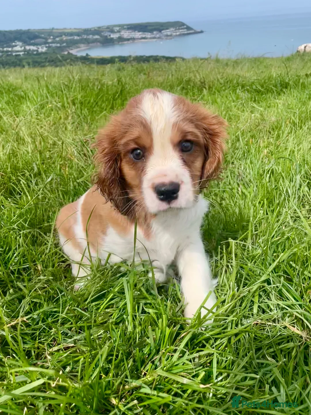 Cavalier King Charles Spaniel dogs for sale: 1 Handsome KC Registered Cavalier King Charles Boy - Advert 2