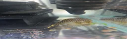 Plecos fish for sale: various freshwater fish  - Advert 10