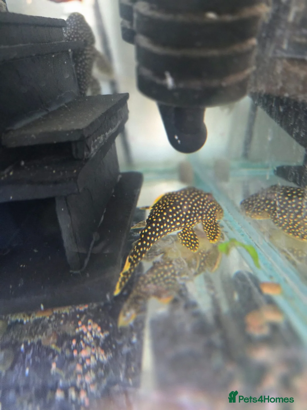 Plecos fish for sale: various freshwater fish  - Advert 10