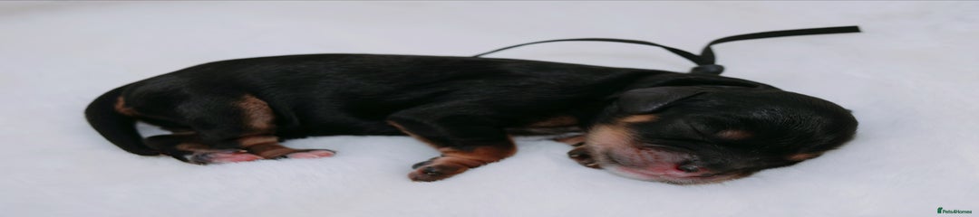 Black phantom girl (black collar) 