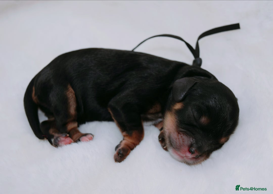Cavapoo dogs for sale: Extensively health tested very rare F1 Cavapoos - Image 18