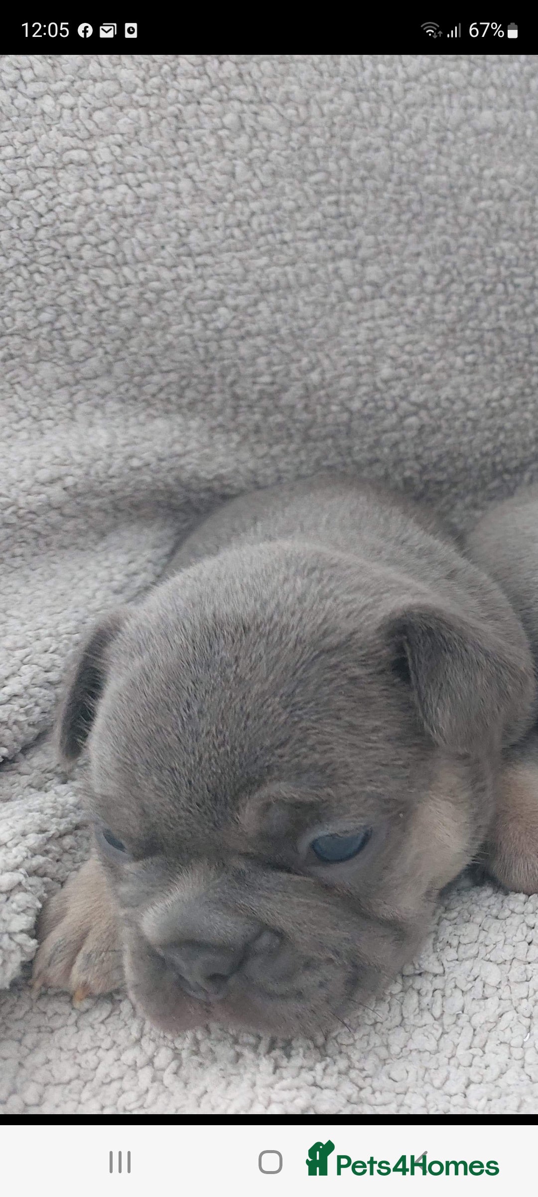 French Bulldog dogs for stud: Top Quality Stud RAMSGATE 🎯🎯 KC registered💣💣  in Ramsgate - Advert 36