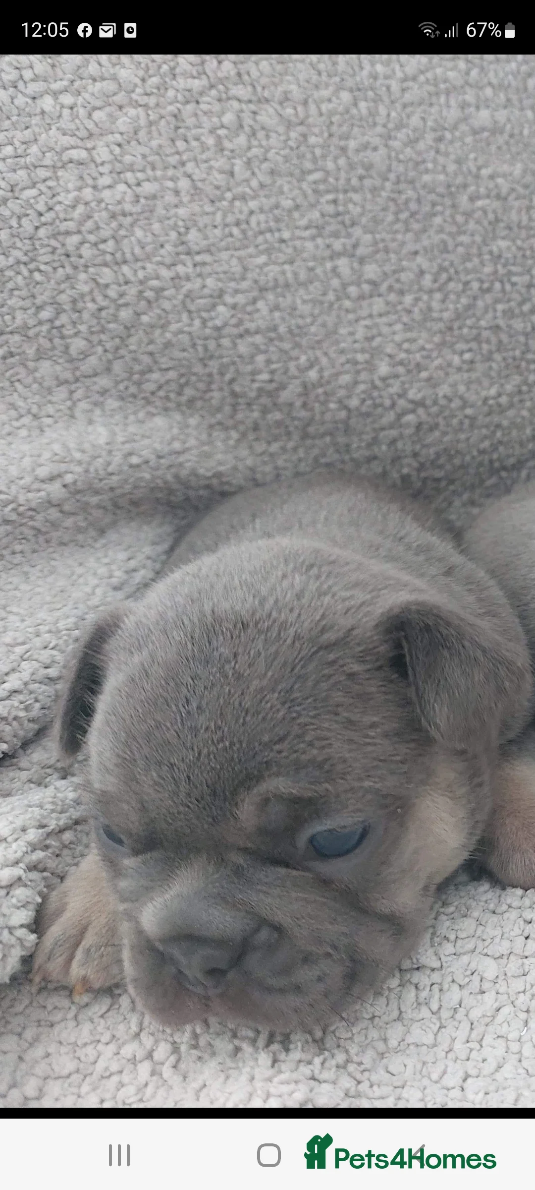 French Bulldog dogs for stud: Top Quality Stud RAMSGATE 🎯🎯 KC registered💣💣  in Ramsgate - Advert 36