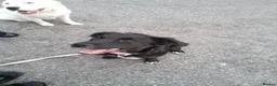 Staffordshire Bull Terrier dogs for sale: Gorgeous mayeh  - Advert 14