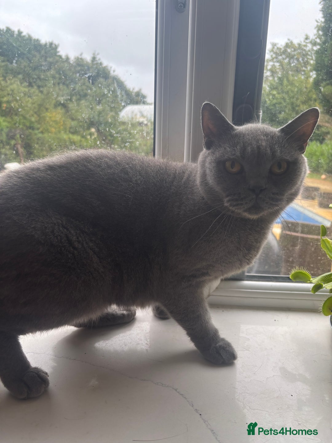 Mixed Breed cats for sale: Ready!!! Mixed British Shorthair  - Image 7