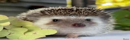 Pygmy Hedgehog rodents for sale: Boy African Pygmy Hedgehog Ethnical breeding mixed - Advert 3