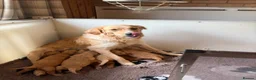 Mixed Breed dogs for sale: Magnificent blonde wolf dog puppies golden sarloos - Advert 20