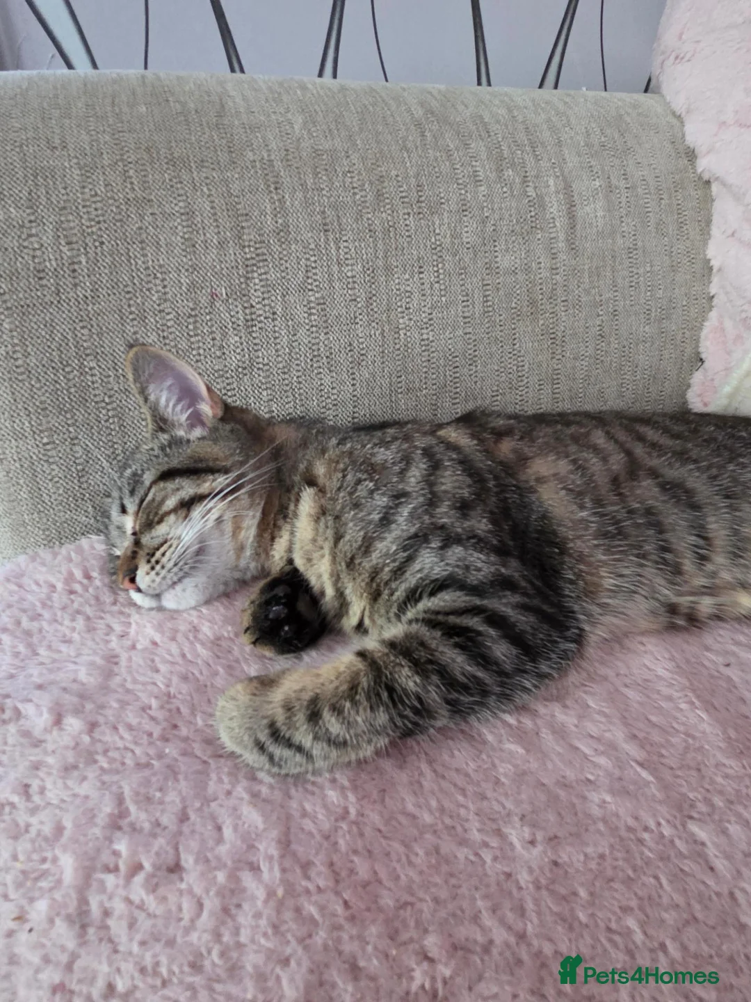 Mixed Breed cats for sale: Bella  in Doncaster - Advert 4