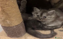 Siberian cats for sale: Siberian Kittens - Image 2