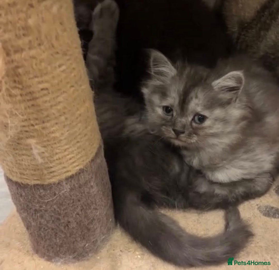 Siberian cats for sale: Siberian Kittens - Image 2