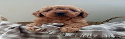 Labradoodle dogs for sale: ✨️F1bb miniture labradoodles✨️ - Advert 3