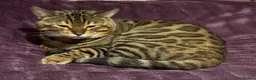 Bengal cats for stud: Handsome Bengal Boy Available for Stud - Advert 7