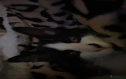 British Shorthair cats for sale: Oscar  - Image 3