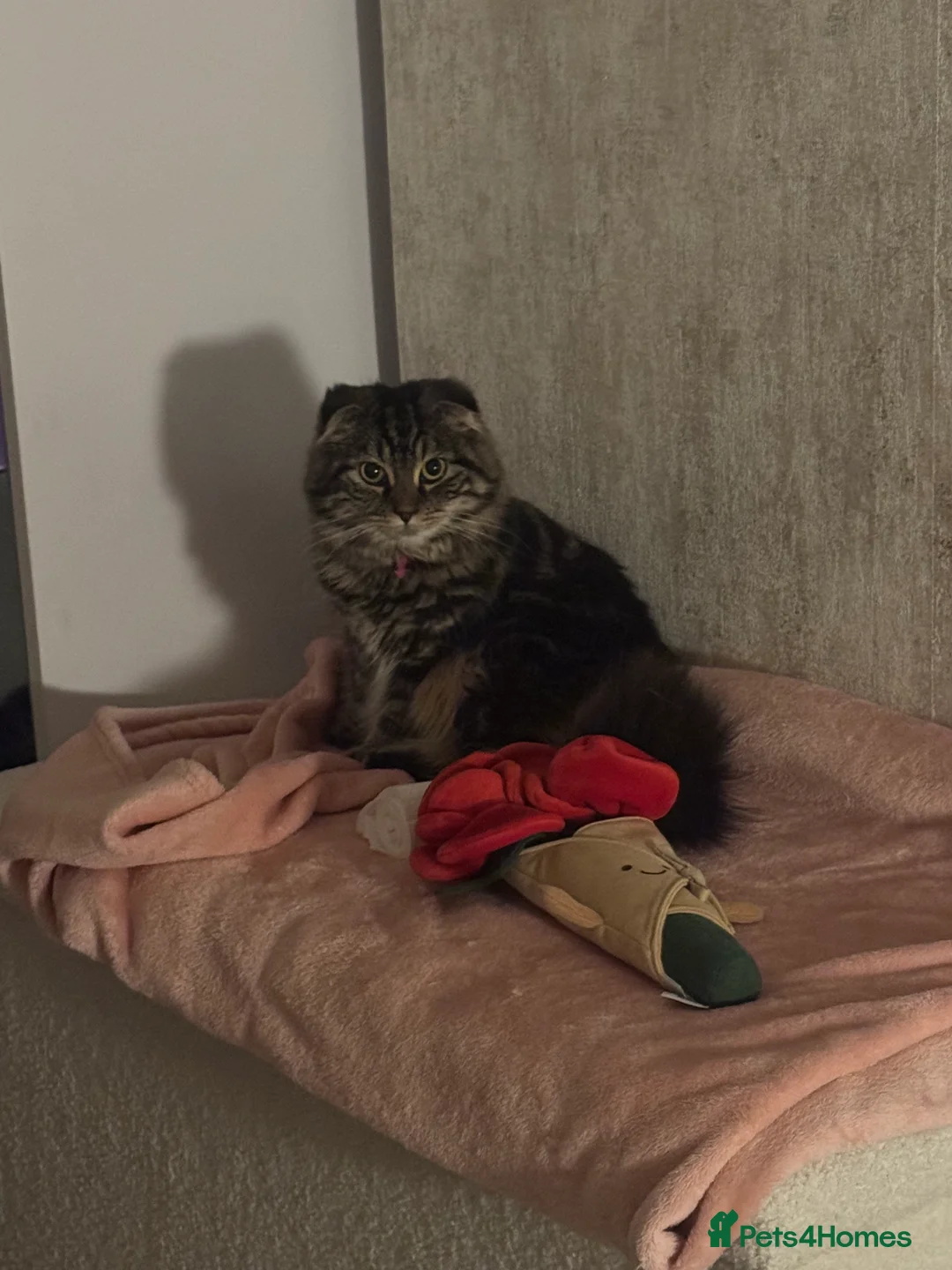 Scottish Fold cats for sale: Only one folded ears girl left 🎀 - Advert 9