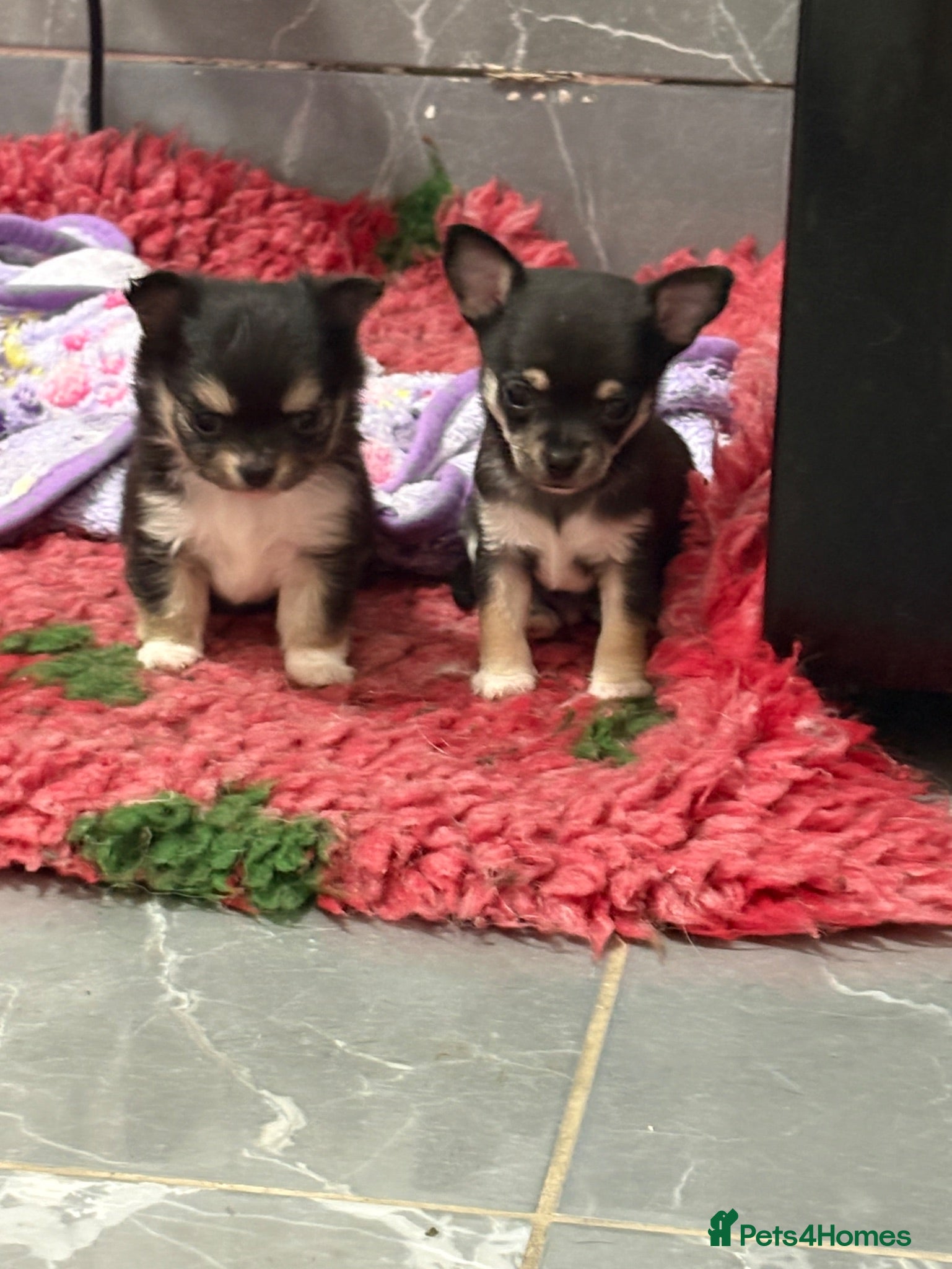 Chihuahua dogs stunning male chihuahua available  - Advert 13